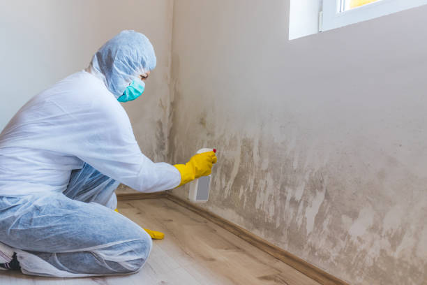 Licensed Black Mold Removal service in New Milford, NJ - WQB Mold Removal
