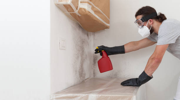 Professional Black Mold Removal technician working in New Milford, NJ