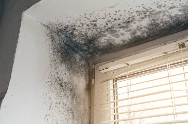 Affordable Black Mold Removal solutions in New Milford, NJ